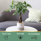 American Plant Exchange Live Money Tree Bonsai – 6-Inch Pot Cover – Braided Trunk Houseplant with Lush Green Leaves, Easy Care Indoor Plant for Homes, Offices, Desks & Feng Shui Décor