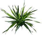 Dracaena Rikki – 10 Inches Grower Pot – Live Tropical Air Purifying Plant – Indoor/Outdoor Easy Care Houseplant for Home and Office Spaces
