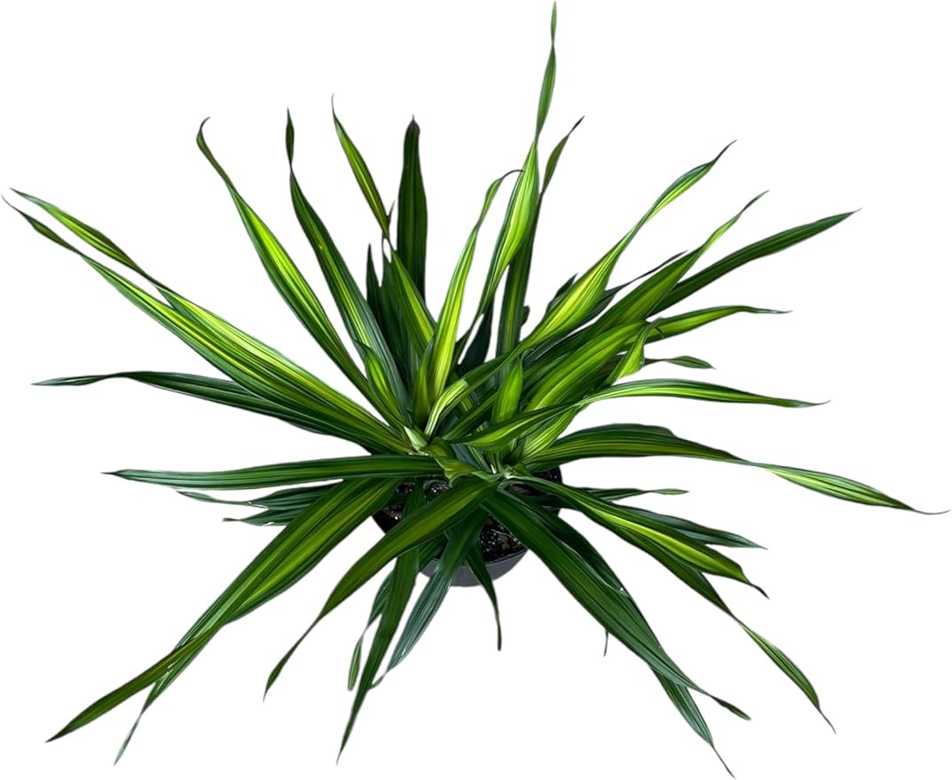 Dracaena Rikki – 10 Inches Grower Pot – Live Tropical Air Purifying Plant – Indoor/Outdoor Easy Care Houseplant for Home and Office Spaces