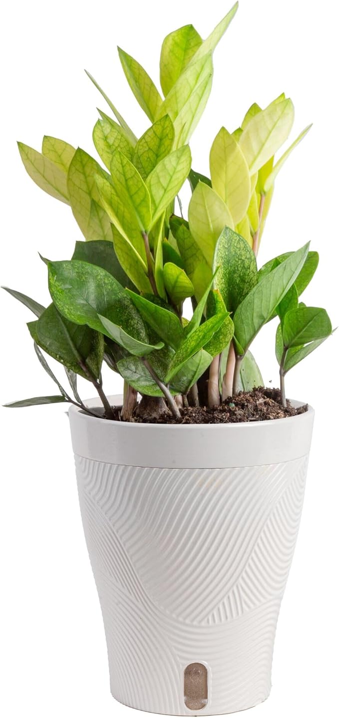 Costa Farms ZZ Chameleon Live Plant in Self Watering Pot, Easy to Maintain, Air Purifying Indoor Houseplant, Home, Room, or Office Decor, House Warming or Birthday Gift, 10-18 Inches Tall