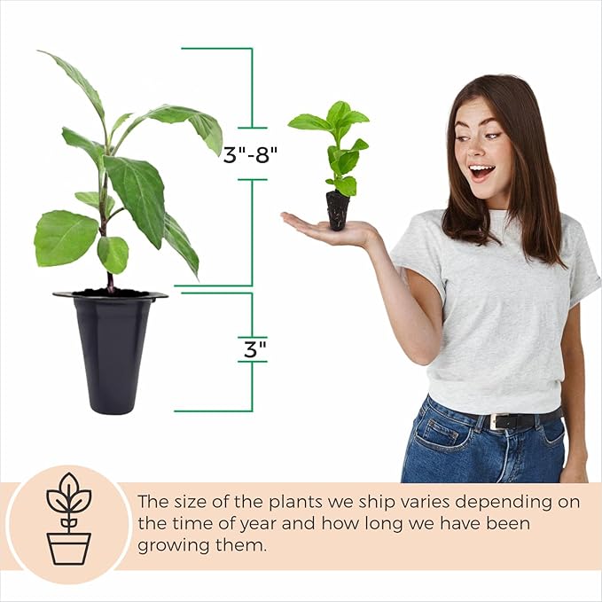 Longevity Spinach Plant (12 Plants)