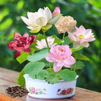 35pcs Bowl Lotus Seeds for Planting, Dwarf Water Lotus Flower Seeds, Aquatic Plant for Indoor Outdoor Pots, Unique Gardening Gift