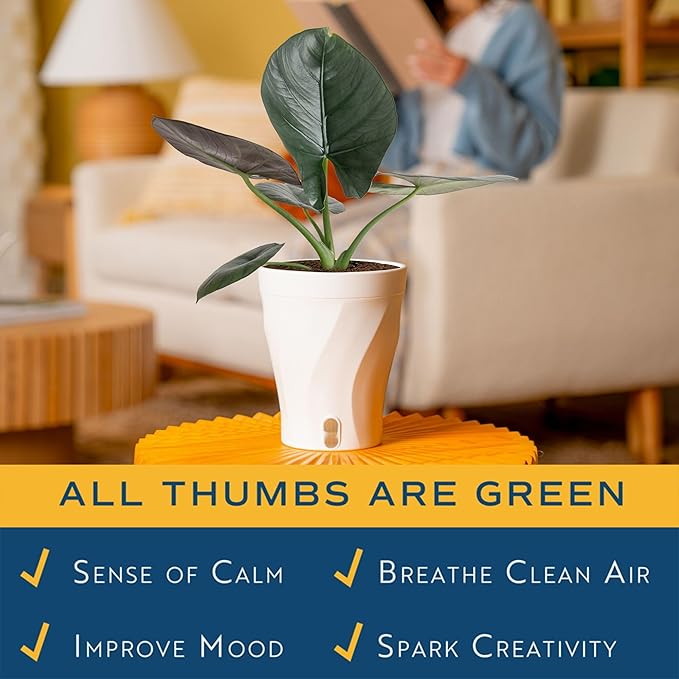 Costa Farms Alocasia Regina Live Plant in Self Watering Pot, Indoor Houseplant, Perfect for Home, Room, or Office Decor, Great House Warming or Birthday Gift, 12-18 Inches Tall