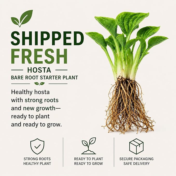 Blue Halcyon Hosta Live Starter Plant | Hardy Shade Loving Perennial | Blue Green Foliage Hosta for Garden Beds, Borders & Containers (3 Plants)