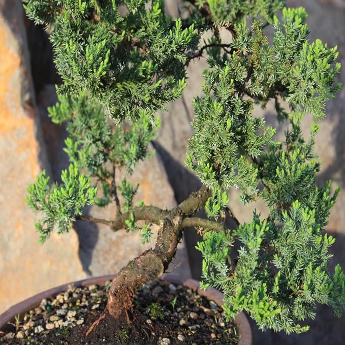 Brussel's Bonsai Live Green Mound Juniper Bonsai Tree - Large, 7 Year, 12 to 16 Inches - Outdoor Bonsai Tree Live with Bonsai Pot