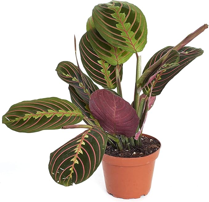 Shop Succulents | Standing Collection | Hand Selected, Air Purifying Live Maranta Red Prayer Indoor House Plant in 4" Grow Pot, Single,