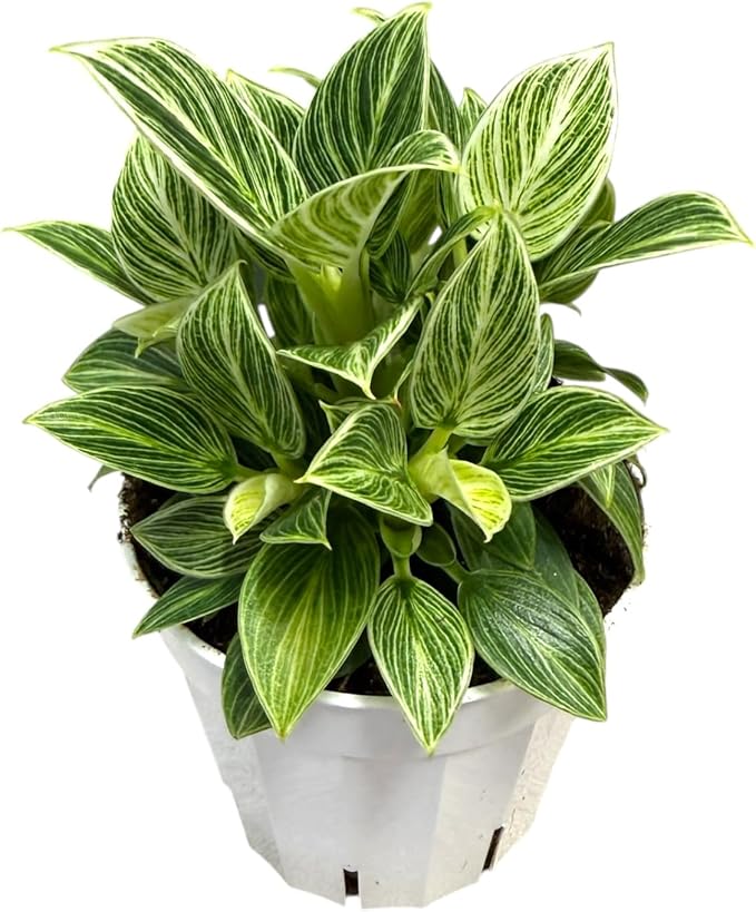 Philodendron Live Plant, Air Purifying, Easy Care, Easy to Grow, Rare Variety, Live Indoor Plant, 4 inch Pot (Philodendron Birkin S)