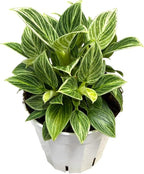 Philodendron Live Plant, Air Purifying, Easy Care, Easy to Grow, Rare Variety, Live Indoor Plant, 4 inch Pot (Philodendron Birkin S)