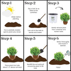 Proven Winners 2 Gallon Sprinter Boxwood