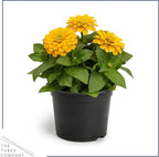 Live Zinnia 2-Pack – Yellow, Flowering Annual, Beautiful Spring and Summer Blooms, 10" Tall by 5" Wide in 1 Qt Pot