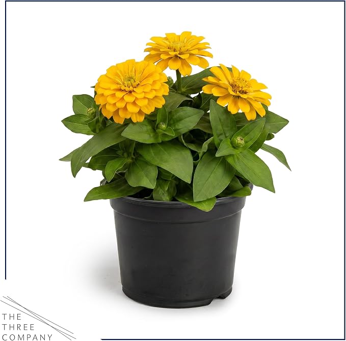 Live Zinnia 2-Pack – Yellow, Flowering Annual, Beautiful Spring and Summer Blooms, 10" Tall by 5" Wide in 1 Qt Pot