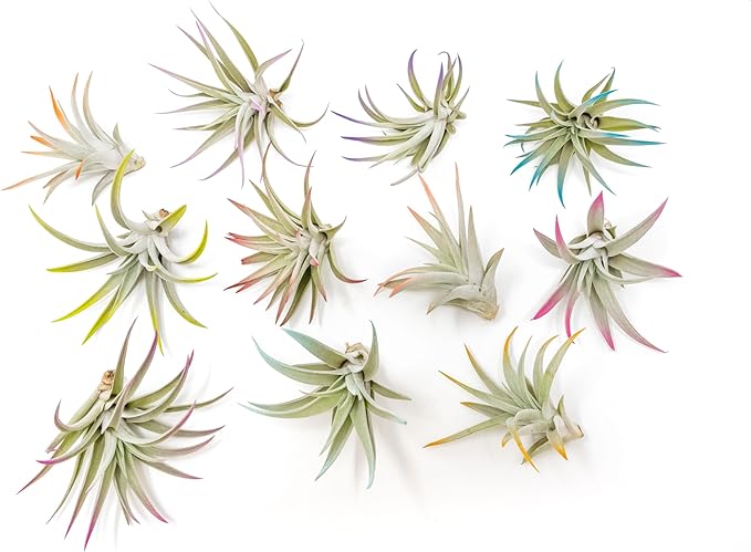 Raspberry Colorful Tillandsia Air Plants - Long Lasting Color Enhanced Live Tillandsia Succulent House Plants - Home and Garden Decor - Easy Care Indoor/Outdoor Plants (Harrisii, Pack of 3)