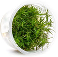 SubstrateSource Live Plant - Pogostemon Stellatus (Pogostemon stellatus) - Background Stem, Snail-Free in Vitro Aquarium Plant - Tissue Culture