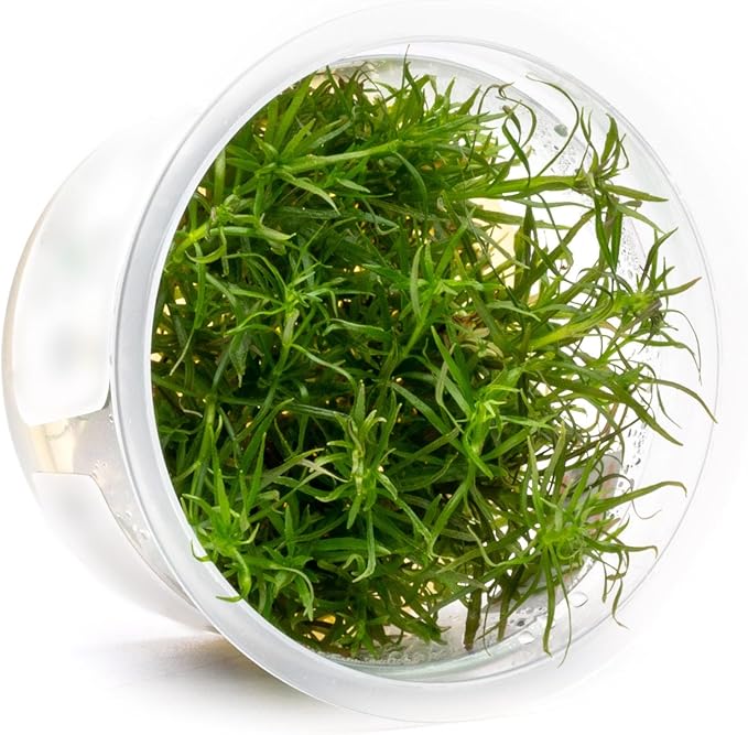 SubstrateSource Live Plant - Pogostemon Stellatus (Pogostemon stellatus) - Background Stem, Snail-Free in Vitro Aquarium Plant - Tissue Culture