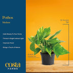 Costa Farms Pothos Live Plants (6-Pack), Devil's Ivy Assorted Varieties in Decorative Plant Pots, Easy Care Air Purifying Indoor Houseplants, Home or Office Decor, Housewarming Gift Set