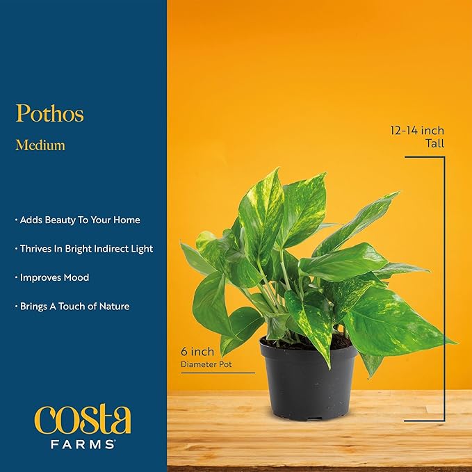 Costa Farms Pothos Live Plants (6-Pack), Devil's Ivy Assorted Varieties in Decorative Plant Pots, Easy Care Air Purifying Indoor Houseplants, Home or Office Decor, Housewarming Gift Set