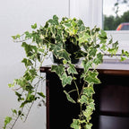PERFECT PLANTS Variegated English Ivy | Hedera Helix Variegata' | Easy Care Houseplant | Perfect for Moderate to Bright Light Conditions, 6 in Grower's Pot, | Air Purifying