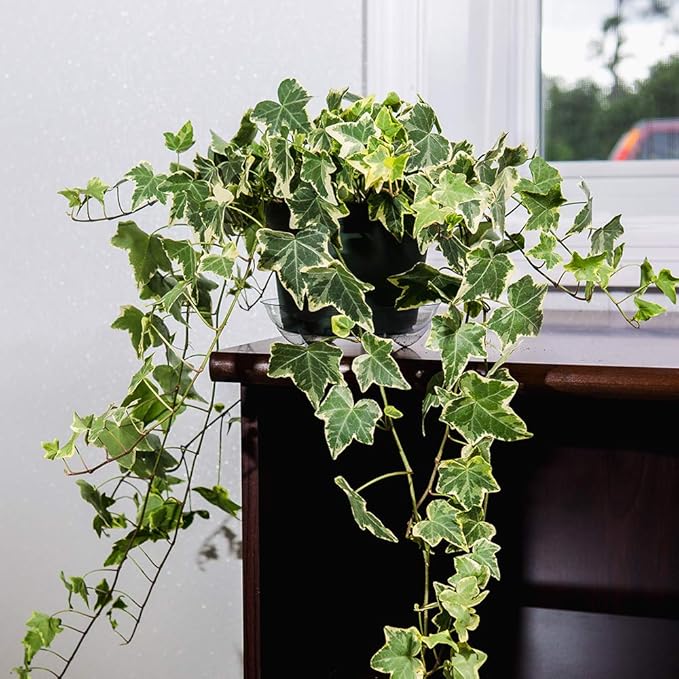 PERFECT PLANTS Variegated English Ivy | Hedera Helix Variegata' | Easy Care Houseplant | Perfect for Moderate to Bright Light Conditions, 6 in Grower's Pot, | Air Purifying