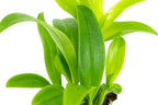 1 Live Orchid Plant | Dendrobium Orchid | Real Houseplant in Potting Soil Mix with Orchid Pot | Orchids | Flowering Plants | Decorative Flowers Orchid Mix | by Plants for Pets, Green