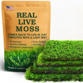 Real Live Moss – 4 Types Live Moss for Terrariums, Jumping Spider, Reptile Habitats & Mini Landscapes | Revives in 5 Minutes with Water Mist, Soft Green Texture, Easy to Grow (4-Pack, 3.5”x7”)