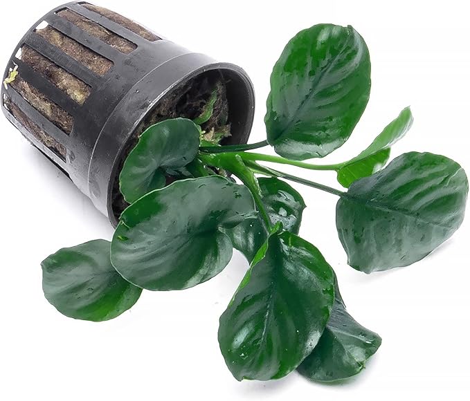 SubstrateSource Anubias Live Aquarium Plants - Potted Freshwater Plant for Fish Tanks, Terrariums - Beginner Friendly Low Light (Barteri Round Leaf, 3 Pots)