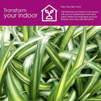 Hawaiian Spider Plants - 3 Live Starter Plants for Home & Office Decor - Air Purifying Rare Houseplants with White & Green Striped Foliage - Easy to Grow Indoor & Garden Plant