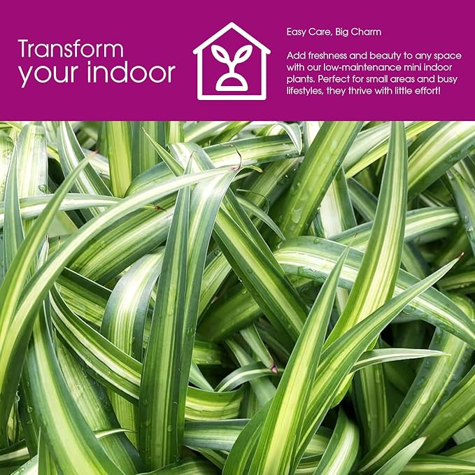Hawaiian Spider Plant - 4 Pack Live Starter Plants - for Home & Office Decor - Air Purifying Rare Houseplants with White & Green Striped Foliage - Easy to Grow Indoor & Garden Plant