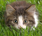 Simple Cat Grass | 100% US Organic Oat Seeds | Show Your Love with a Healthy Pet Treat and Snack (4 Ounce (~3200 Seeds))