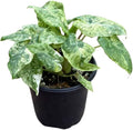 Live Alocasia Batik Odora Variegated Plant - Rare Exotic Tropical Houseplant, Stunning Indoor Foliage, Easy Care Air-Purifying Plant for Home Decor, Office, and Unique Gifts (Heat Pack Included)