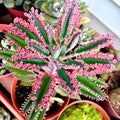 Kalanchoe Plant Live, Mother of Thousands Live Plant in 2" Pot, Rare Succulent Indoor Houseplant (Pink Butterfly Kalanchoe)