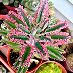 Kalanchoe Plant Live, Mother of Thousands Live Plant in 2" Pot, Rare Succulent Indoor Houseplant (Pink Butterfly Kalanchoe)