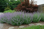 Nepeta x faassenii 'Walker's Low' (Catmint)
