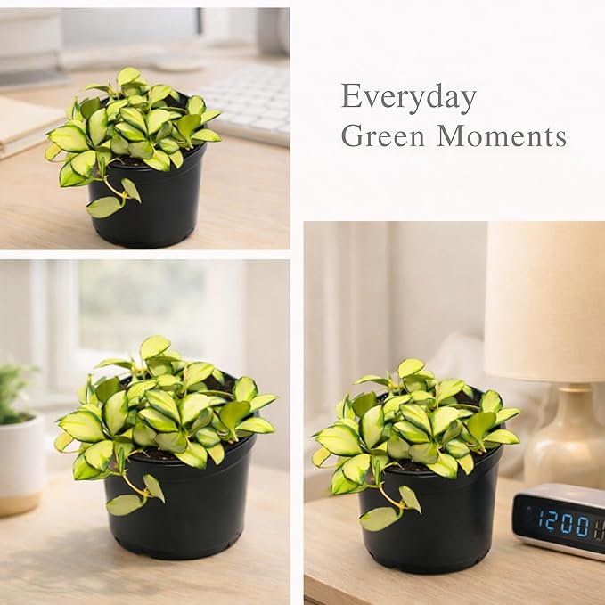 Hoya Heuschkeliana Variegata Live Plant – Hoya Variegated Fully Rooted Starter Plant – Rare Indoor Tropical Vines – Easy Care Houseplant for Beginners – Unique Gift for Collectors (Heat Pack Included)