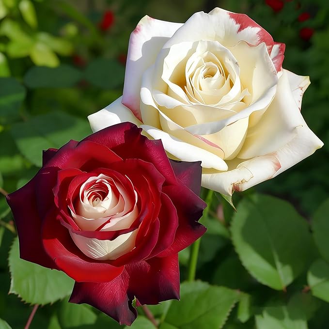 Rare Twin Red White Rose Seeds for Planting, 100+pcs Rare Red White Rose Flower Seeds Plants,Non-GMO Heirloom Home Garden Ground Cover Beauty Flowers for Outdoors Indoors