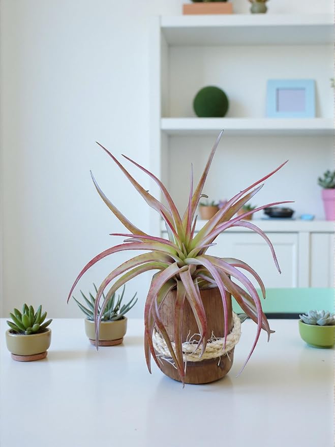 Live Air Plants - 8 Pack Assorted Tillandsia Collection - Easy Care Indoor Houseplants with 30 Day Guarantee