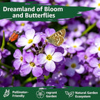 Alyssum Seeds for Planting - Purple Royal Carpet, Sweet Purple Alyssum Flower Seeds, Fragrant Perennial Ground Cover Seeds for Garden Beds, Borders and Containers.