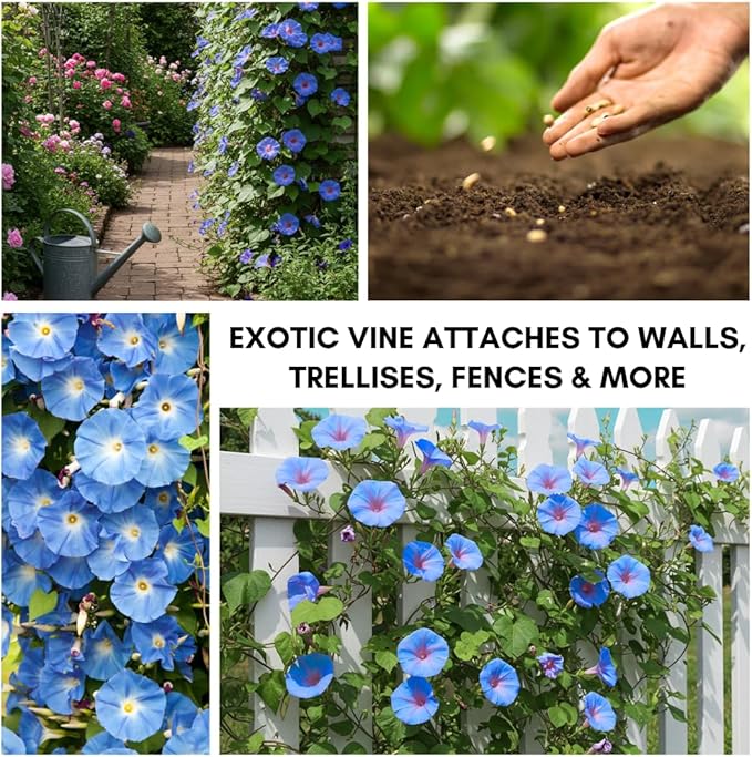 Blue Morning Glory Climbing Vine | 100 Seeds to Plant | Beautiful Flowering Vine