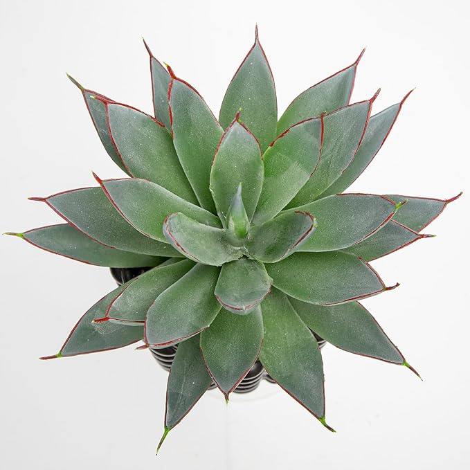Briful Succulents Plants Artificial for Home Decor, Realistic Potted Fake Agave Plant, Bubbled Plant Pot, Cute Aloe Maguey Faux Plant, Shelf Tables Decor, Modern Farmhouse Home Decorations