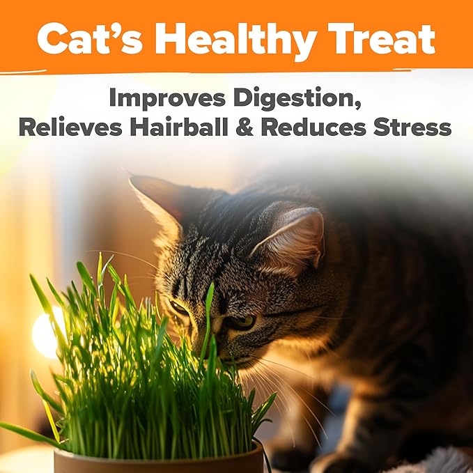 HOME GROWN Cat Grass Seeds 4 oz Oat & Barley Mix – Indoor Cat Grass Refill Kit – Digestive Green Grass for Pets – Heirloom Seeds for Cats’Health & Wellness (Dactylis glomerata)