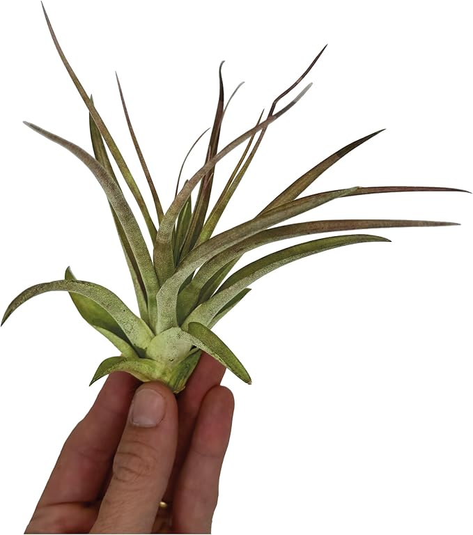 ragnaroc Air Plants - Tillandsia Brachycaulos Multiflora, Jumbo 5-7" - 1 ct - Live Arrival Guaranteed - House Plants for Home Decor & Gift