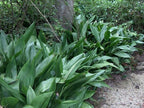 Cast Iron Plant - 5 Live Plants in 6 Inch Pots - Aspidistra Elatior - Beautiful Florist Quality Indoor or Outdoor Plant