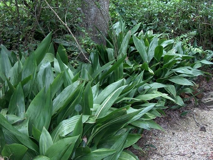 Cast Iron Plant - Live Plant in a 6 Inch Pot - Aspidistra Elatior - Beautiful Florist Quality Indoor or Outdoor Plant