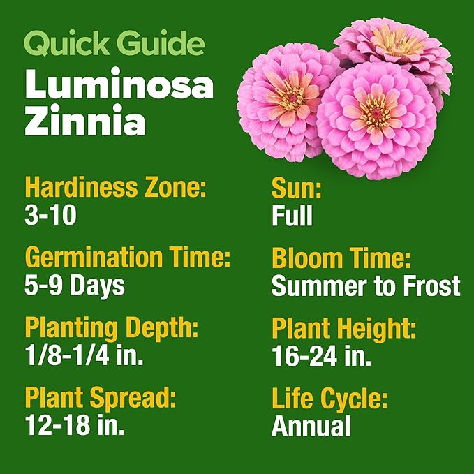 HOME GROWN Pink Zinnia Seeds – 1500 Luminosa Zinnias, Easy to Grow Annual Flower Seeds for Planting Outdoors for 2026, Fast Blooming, Heat Tolerant Herb Seed Garden Companion (Zinnia elegans)