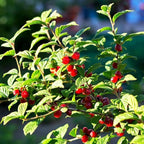 Nanking Cherry 1-2 Ft Plant - Versatile, Perennial, Early Fruiting, High Yielding Nanking Cherry Plant | Low Maintance & Easy-to-Grow Fruit Tree (4 Pack)