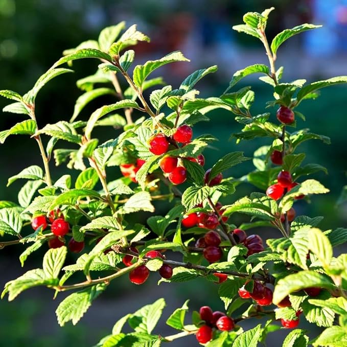 Nanking Cherry 1-2 Ft Plant - Versatile, Perennial, Early Fruiting, High Yielding Nanking Cherry Plant | Low Maintance & Easy-to-Grow Fruit Tree (2 Pack)