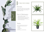 Dracaena Rikki – 10 Inches Grower Pot – Live Tropical Air Purifying Plant – Indoor/Outdoor Easy Care Houseplant for Home and Office Spaces