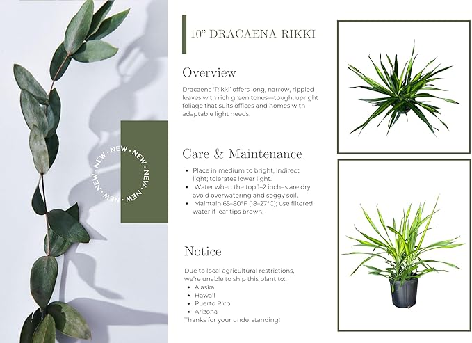 Dracaena Rikki – 10 Inches Grower Pot – Live Tropical Air Purifying Plant – Indoor/Outdoor Easy Care Houseplant for Home and Office Spaces