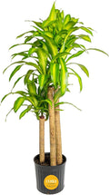 Costa Farms Dracaena Mass Cane Extra Large Live Indoor Plant, 4 to 5-Feet Tall, Potted in Grower's Pot