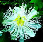 Rare Passiflora Passion Flower Mix (50 Seeds) - Stunning Colors, Home Gardens Outdoor Container, purple