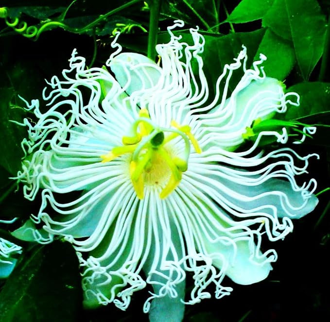 Rare Passiflora Passion Flower Mix (50 Seeds) - Stunning Colors, Home Gardens Outdoor Container, purple